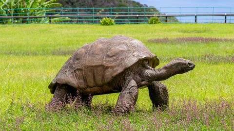 Kuulsa kilpkonna nimi kuritarvitatakse krüptopettuses