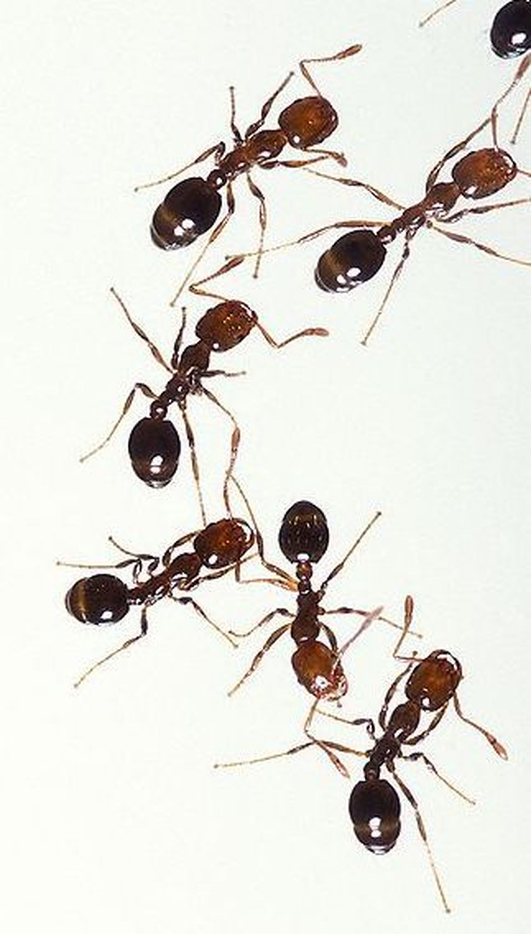 Punased sipelgad.