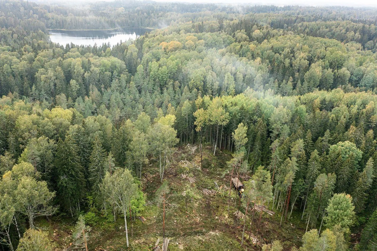 RMK võtab maha Haanja suusaradade ääres kasvavat üle saja-aastast metsa, mis asub rangelt kaitsealuse metsa kõrval, kus tõenäoliselt elab ka kaitsealuseid liike.