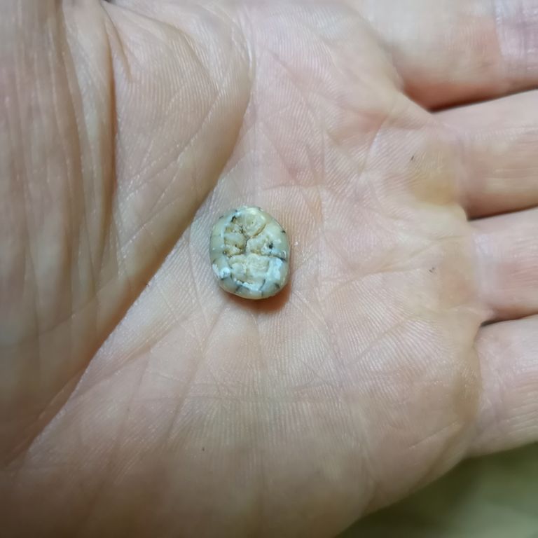 Tam Ngu Hao koopast leitud hammas.