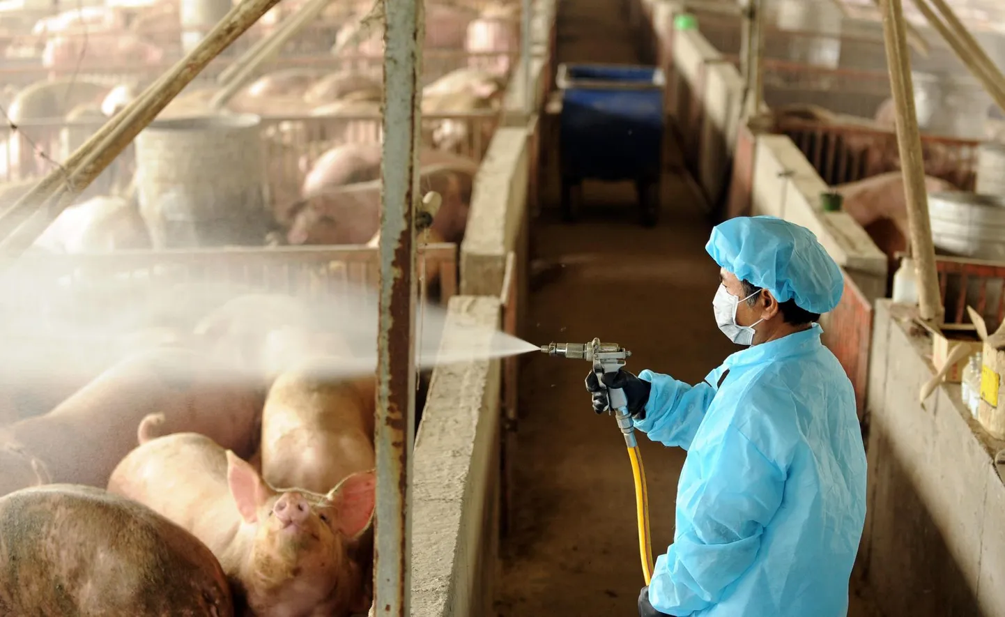 Sigala desinfitseerimine Taiwanis 2009. aasta seagripipandeemia ajal. Uue seagripi tüvi G4 on seagripi H1N1 geneetiline järglane.
