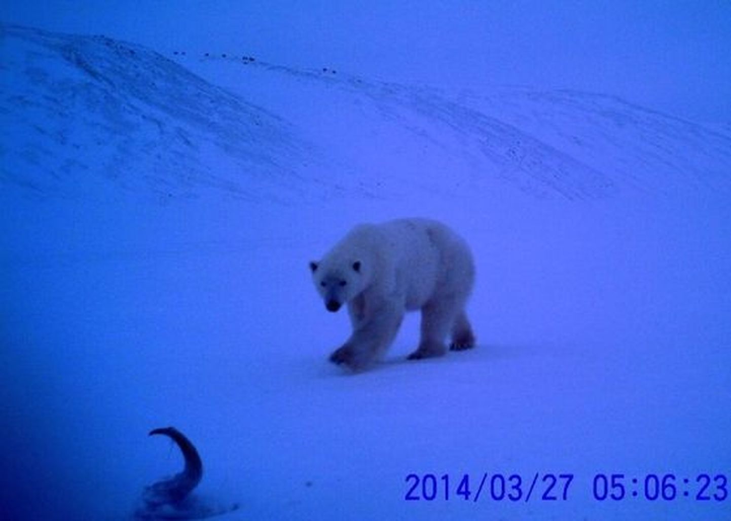 Haruldane foto: jääkaru leidis jääst muskusveise jäänused