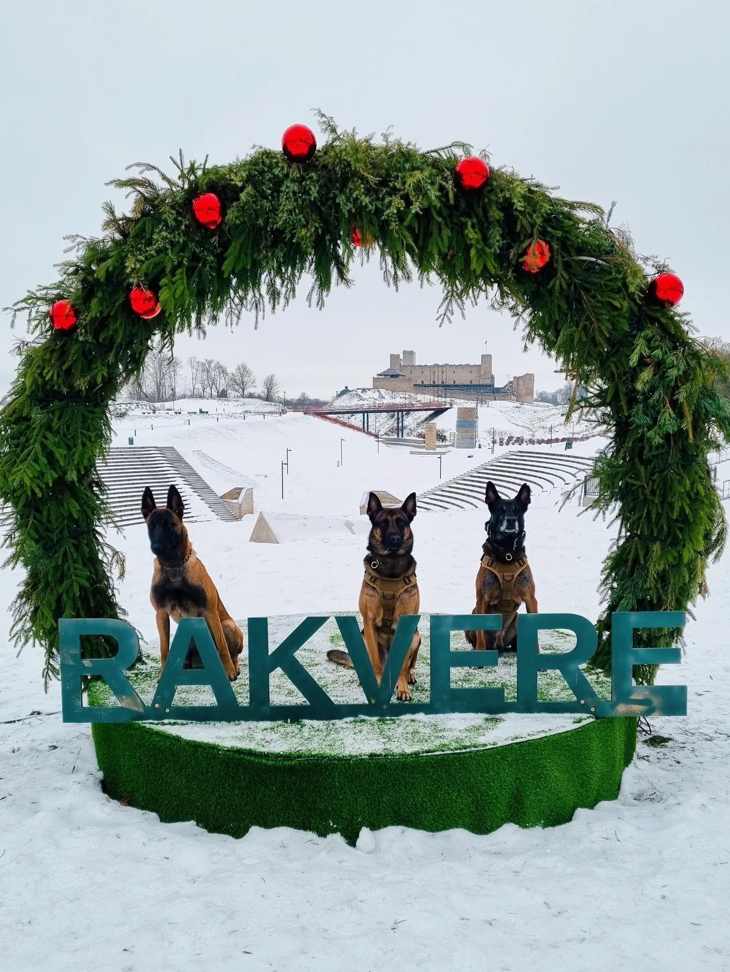 Rakvere politseikoerad Uljas, Asmo ja Echo.