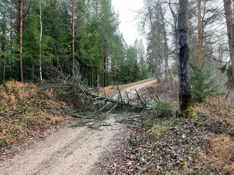 Täna langes puu teele ka Neerutis.