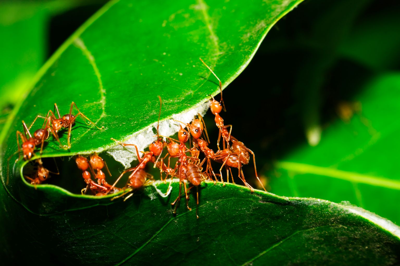 Punased sipelgad kandmas lehti