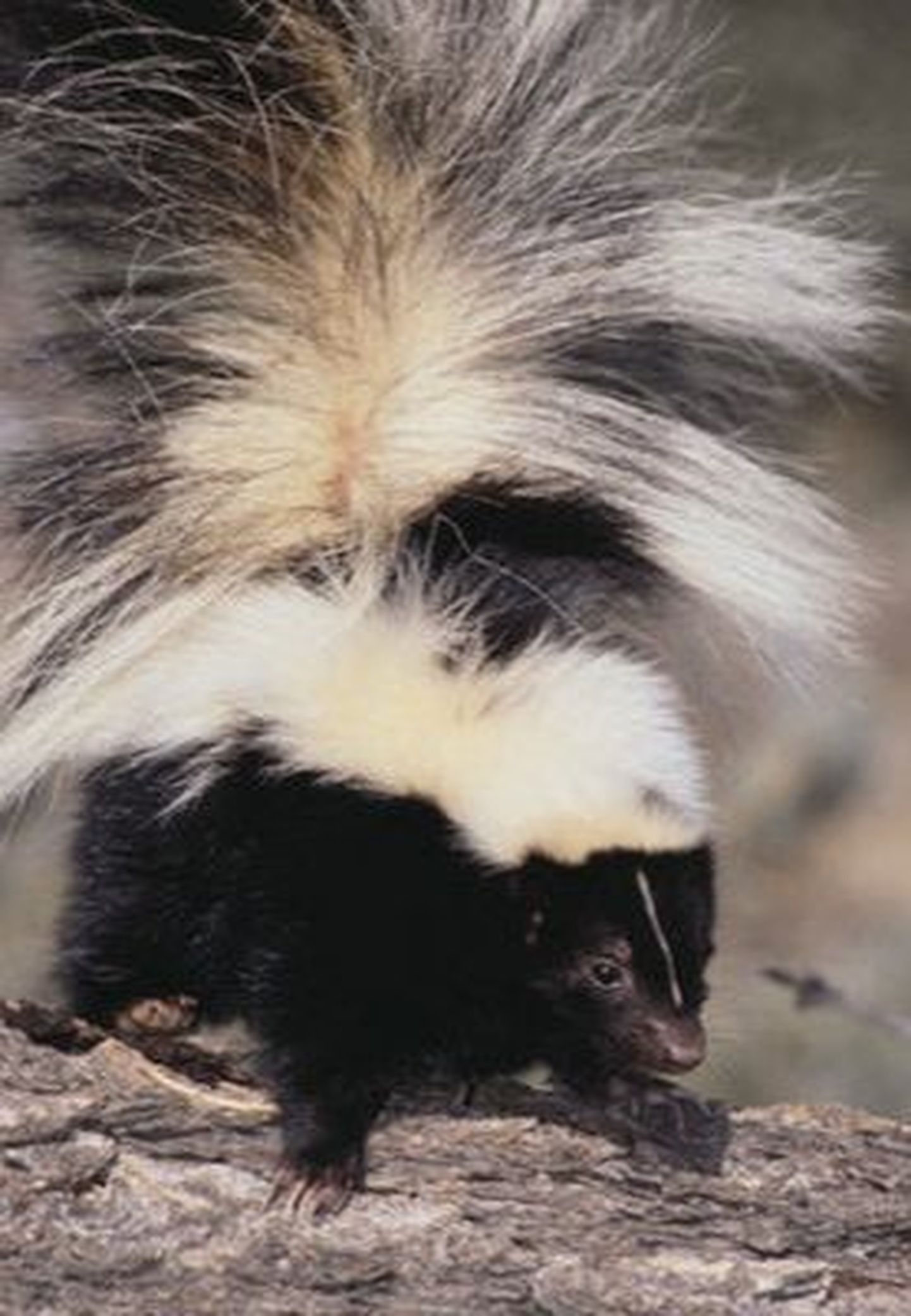 Pisike skunks levitab hingemattvat haisu.