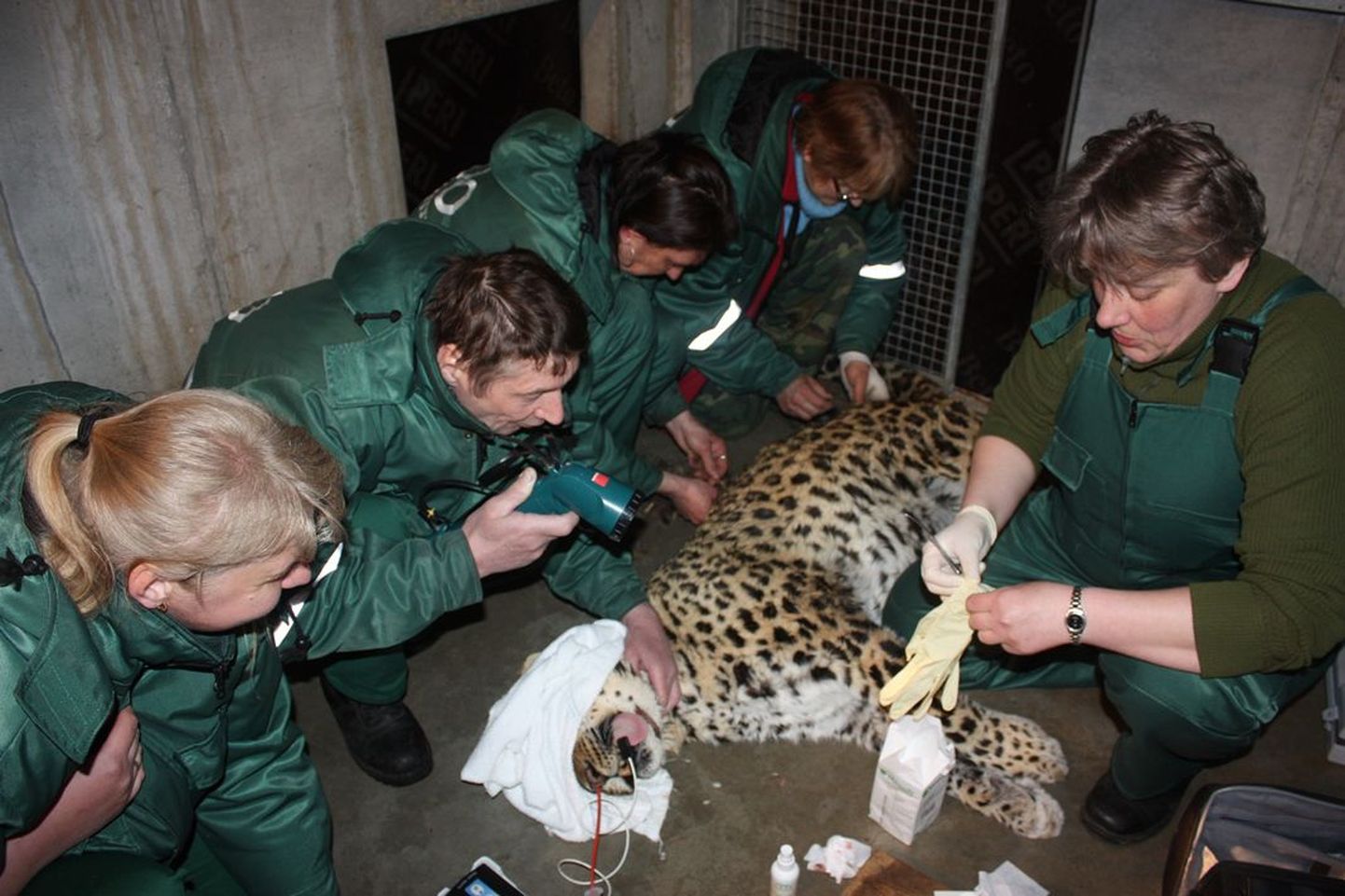 Amuuri leopard Freddi arstlikul läbivaatusel.