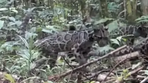 Haruldane hetk: Borneo suitsleopard jäädvustati ema ja poegadega