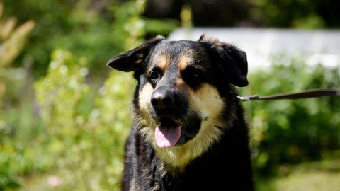 Nakts uz pirmdienu būs vēl siltāka; temperatūras starpība starp dienu un nakti samazināsies