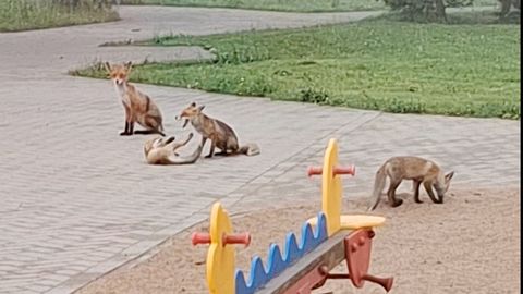 Fox Family at Estonian Kindergarten to Be Relocated Due to Health Concerns
