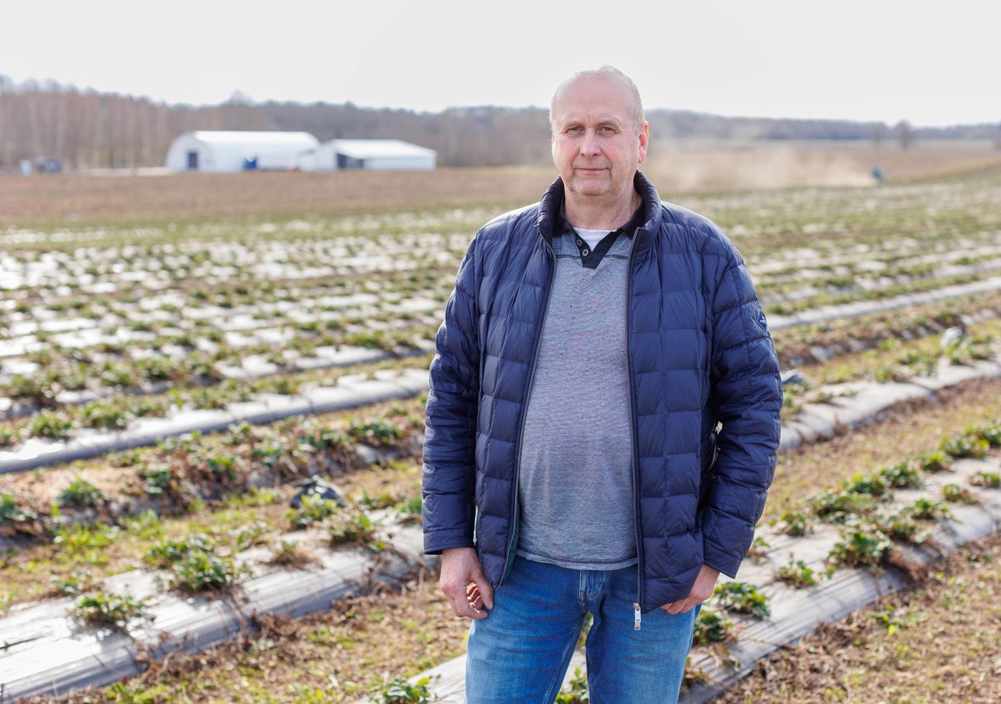Helme Maasika-
kasvatuse OÜ juht Andrus Horn loodab esimesed punased marjad katteloori alt välja noppida juuni alguses.