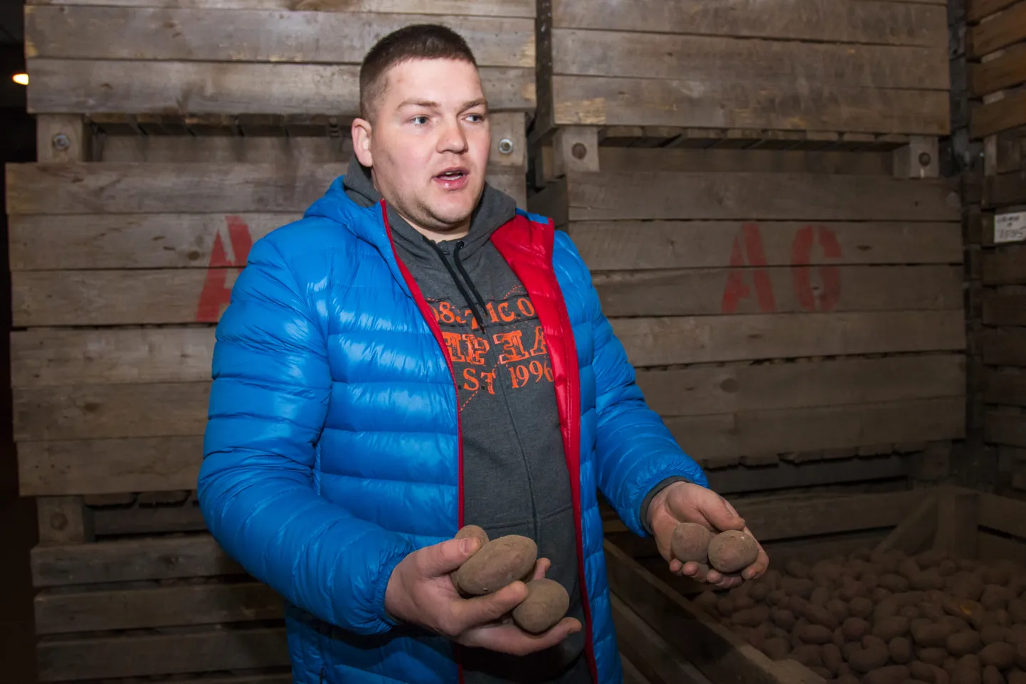 Sürgavere lähistel tegutsev osaühing Westi Kartul kasvatab nii söögi- kui seemnekartulit.