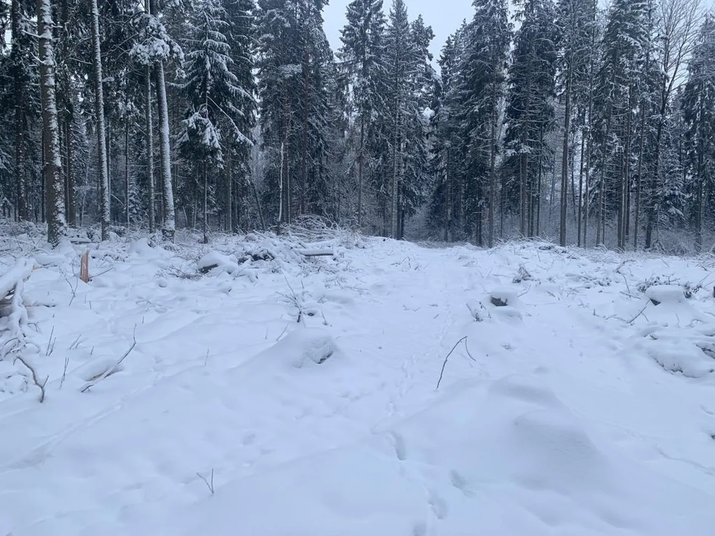Kohus keelas Käo metsast ka raiutud puude välja vedamise. Kuid pildilt ja videost paistab, et palke seal enam ei ole.
