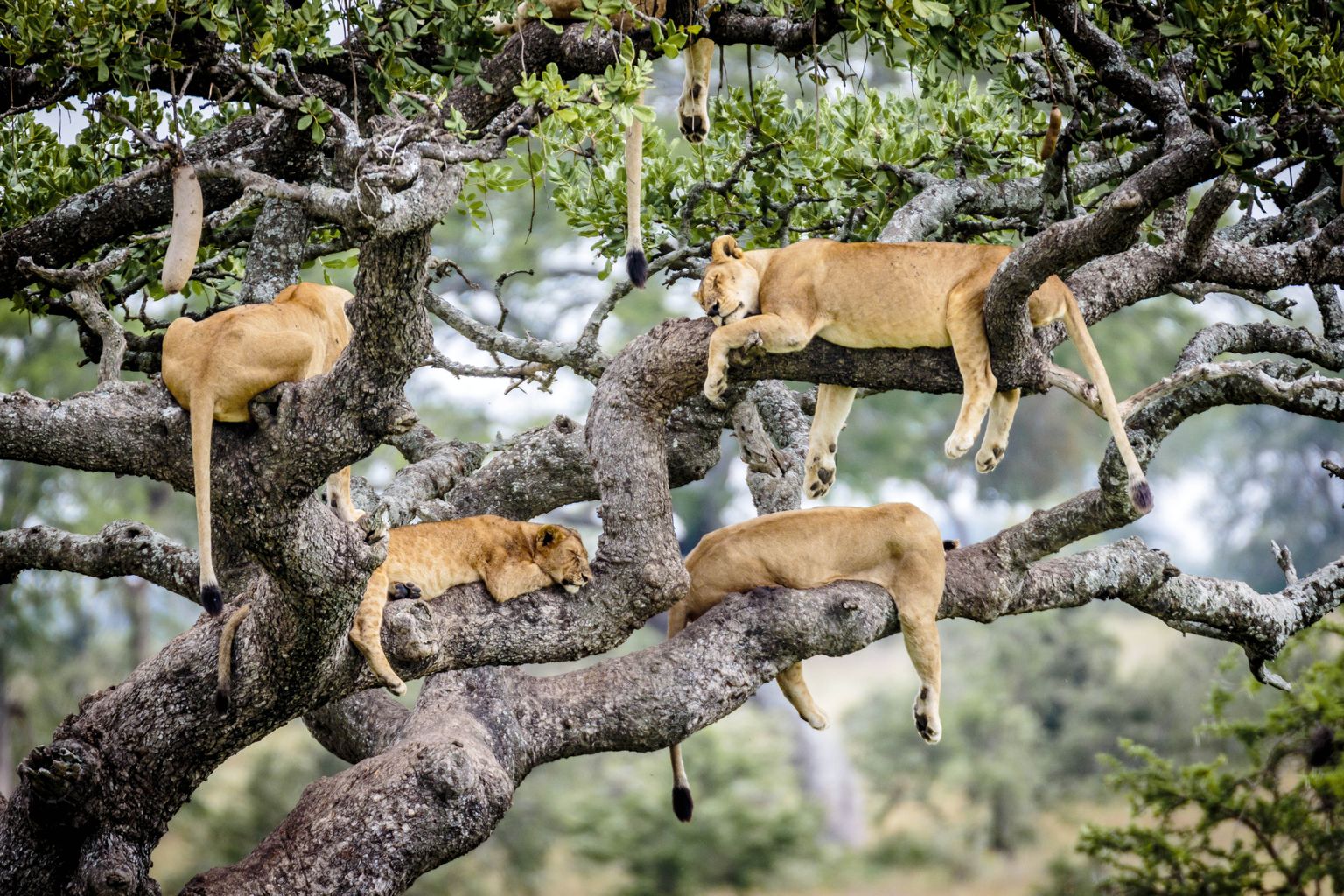 Tansaania Serengeti looduskaitseala. Lõvid tegemas puu otsas pärastlõunauinakut