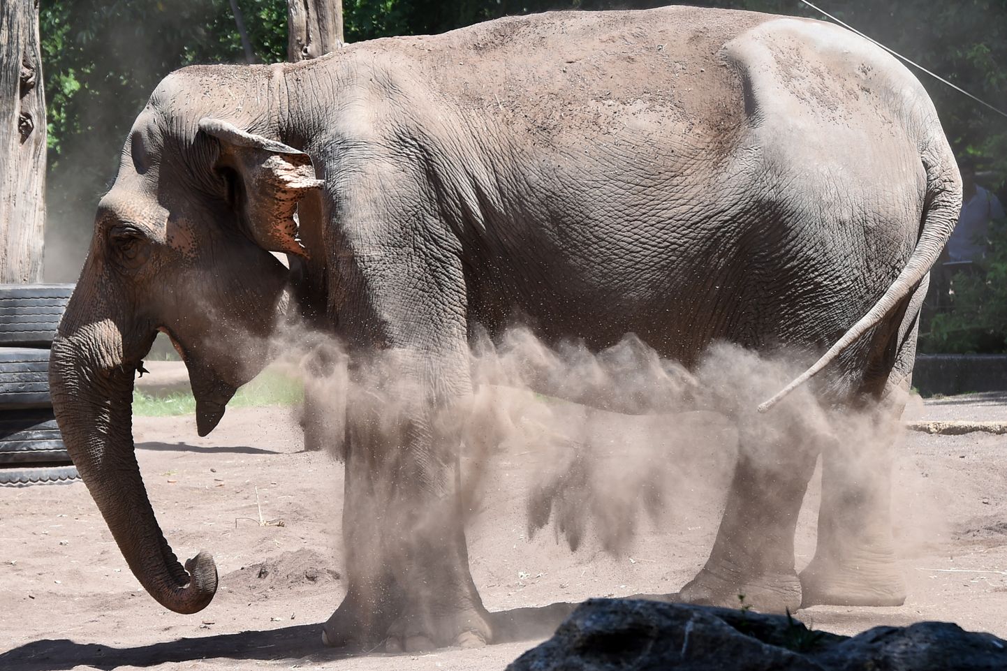 Aasia elevant Itaalia pealinnas Roomas asuvas looduspargis, 5. juulil 2023. a.