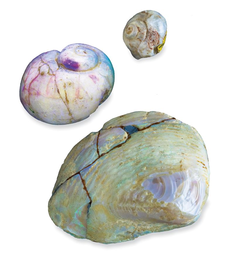 Lõuna-Austraalia linnast Coober Pedyst leitud opaali sees olevad tigu ning merikarp.