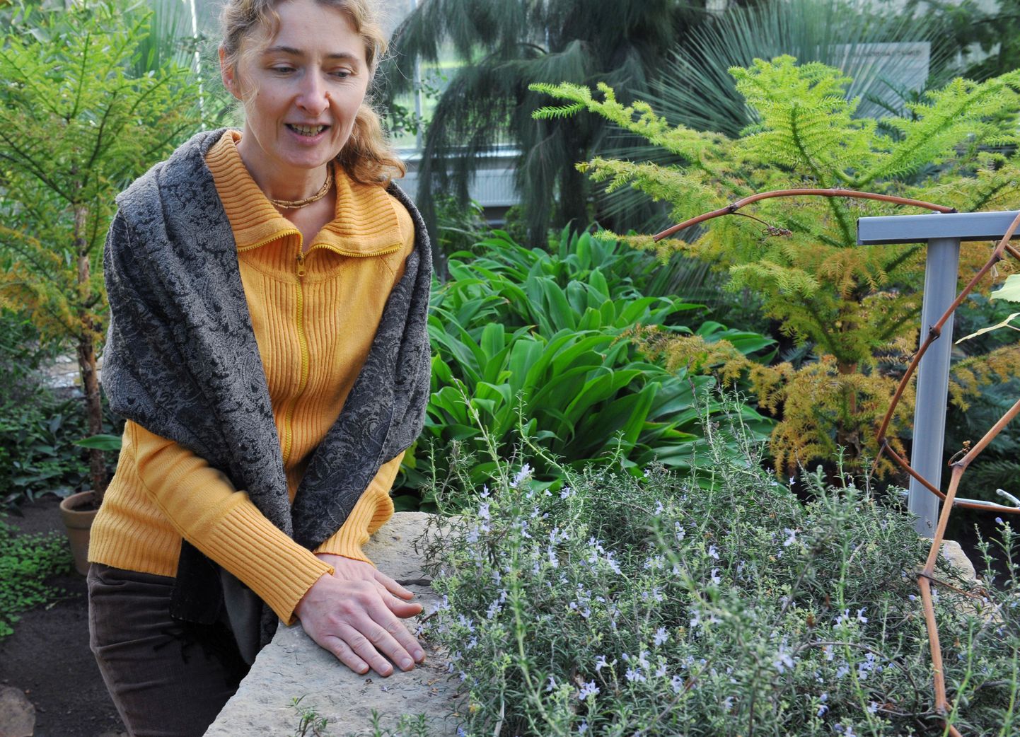Maagiliste taimede näituse üks kuraatoritest Krista Kaur tutvustab rosmariinitaime maagilist poolt.