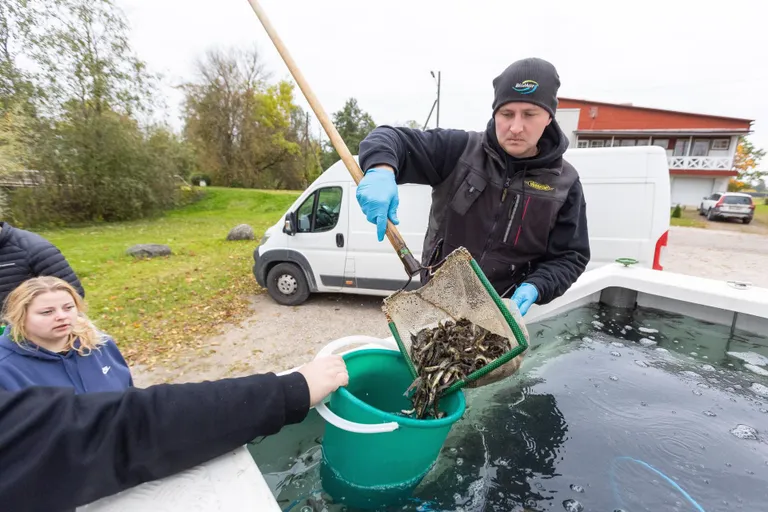 Spetsiaalsest mahutist tõstetakse kalad ämbritesse...