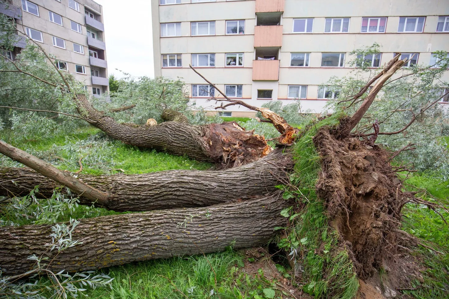 Paides Tööstuse ja Põllu tänava nurgal asuvate majade haljasalal murdis torm maha mitu puud. Ühe puu oksad riivasid ka maja ja purustasid ühe aknaklaasi.