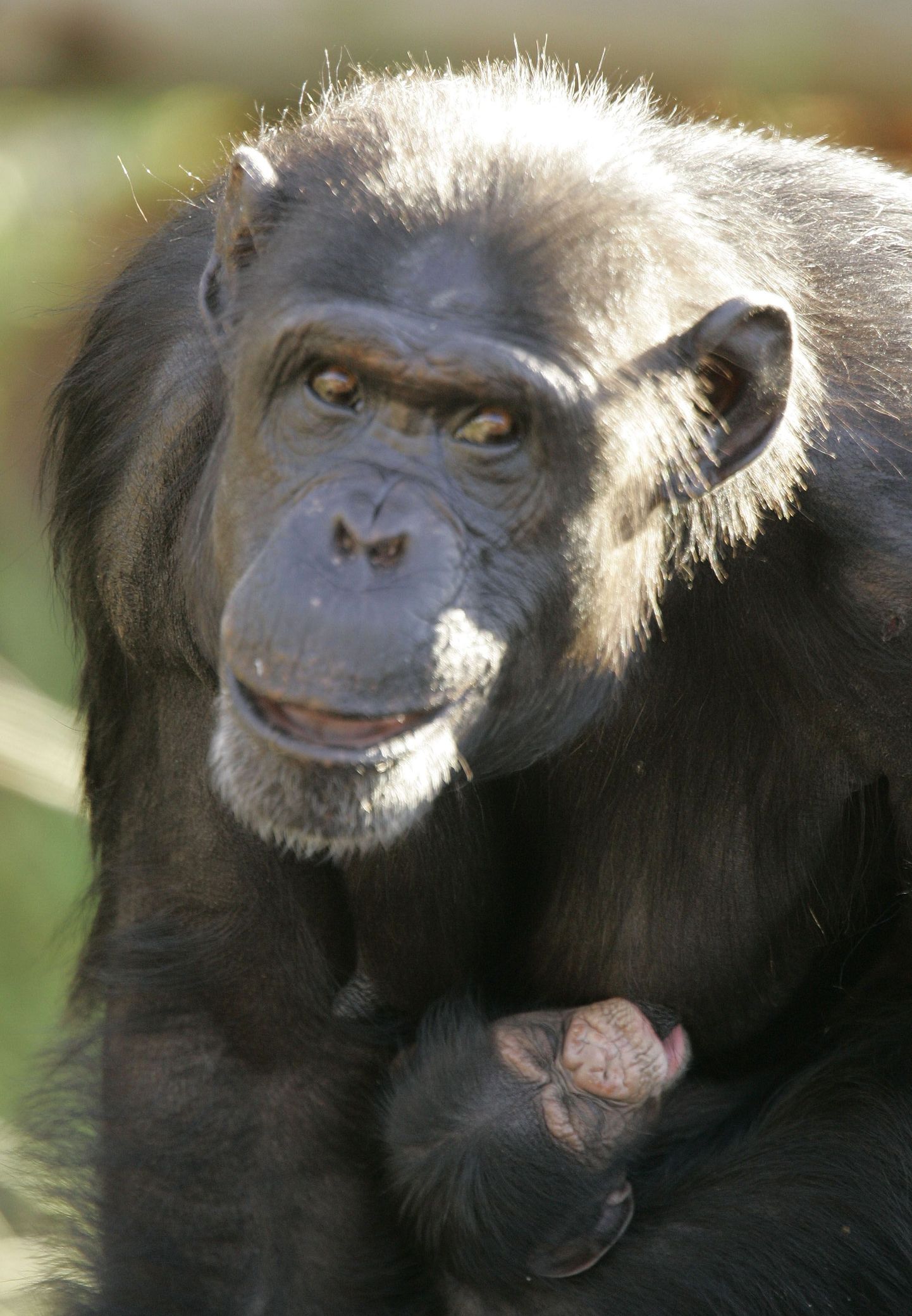Šimpans adopteeris noore puuma