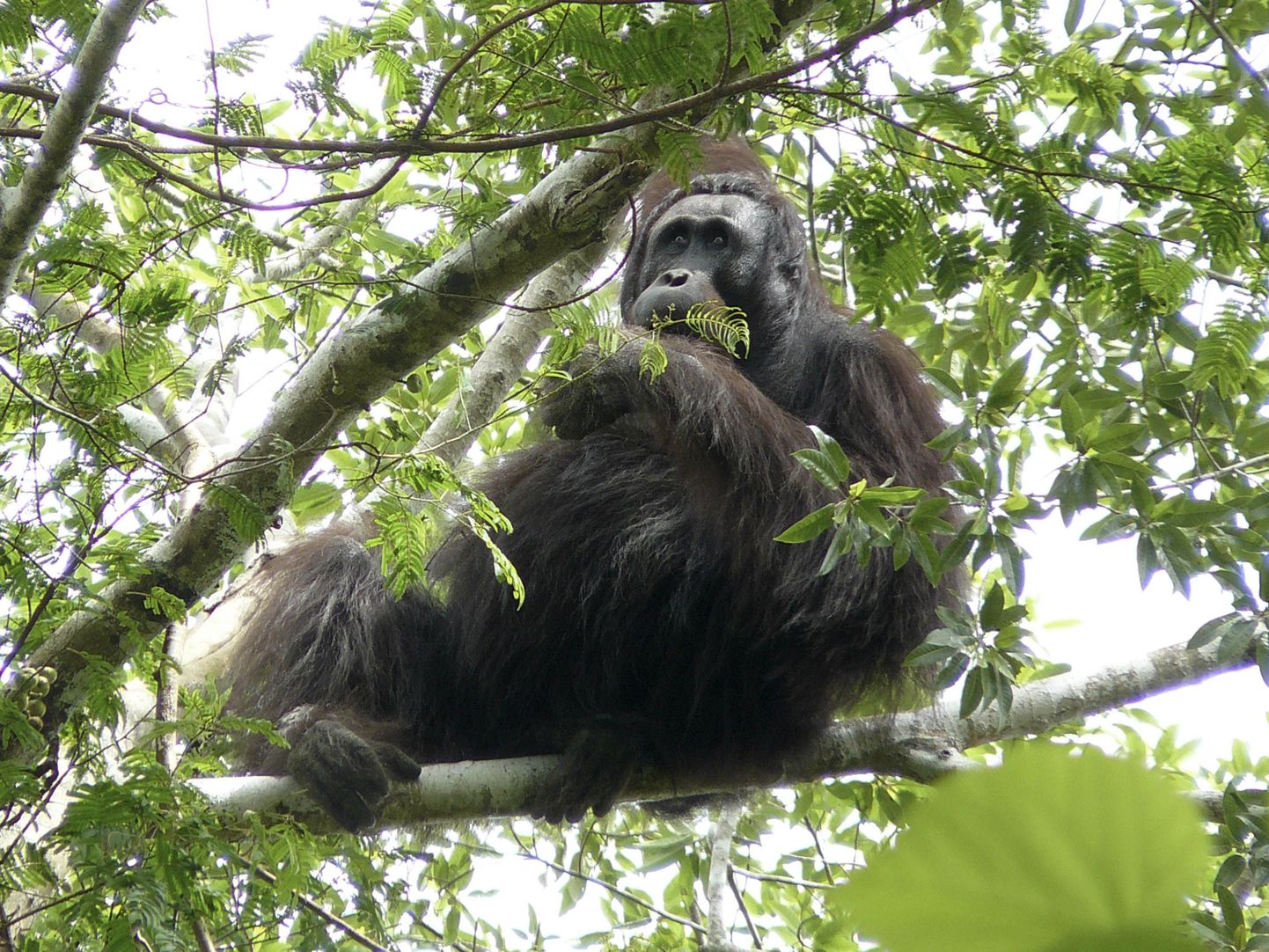 Indoneesiast leiti ohustatud orangutane