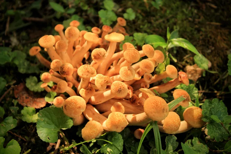 Külmaseen ehk honey fungus.