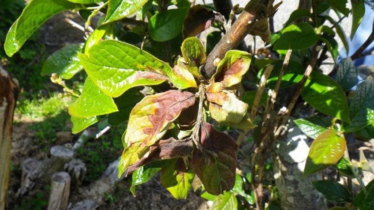 Viljapuu bakterpõletiku kahjustus sarnaneb tule põhjustatuga: õied, lehed ja viljad muutuvad algul hallikasroheliseks ja siis pruuniks, kuid ei varise.