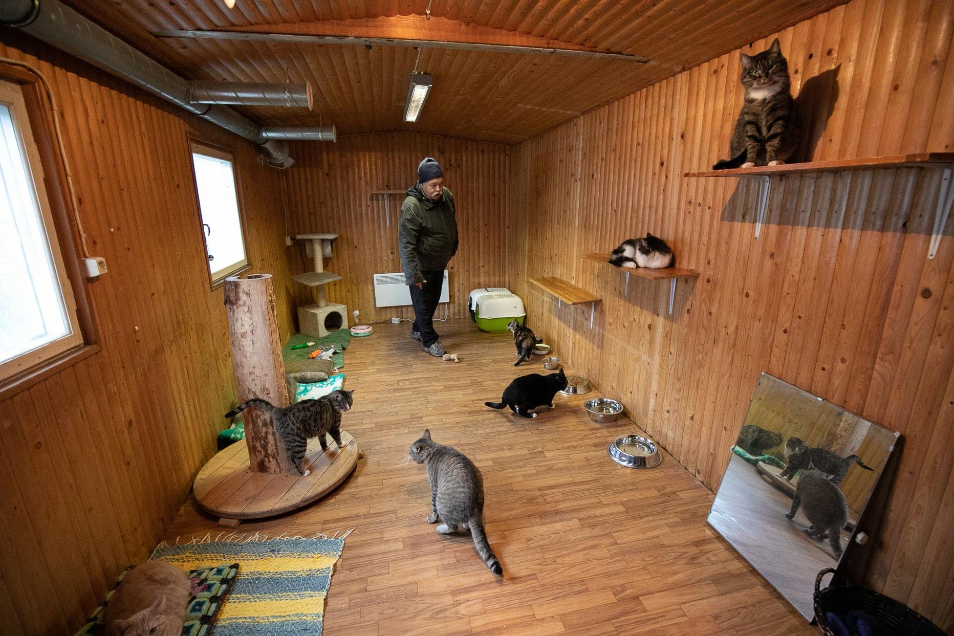 Kui Hannes Veerul õnnestub Müüriku kassid kinni püüda, jõuavad nad Rakvere koduloomade varjupaika. Pilt on illustreeriv.