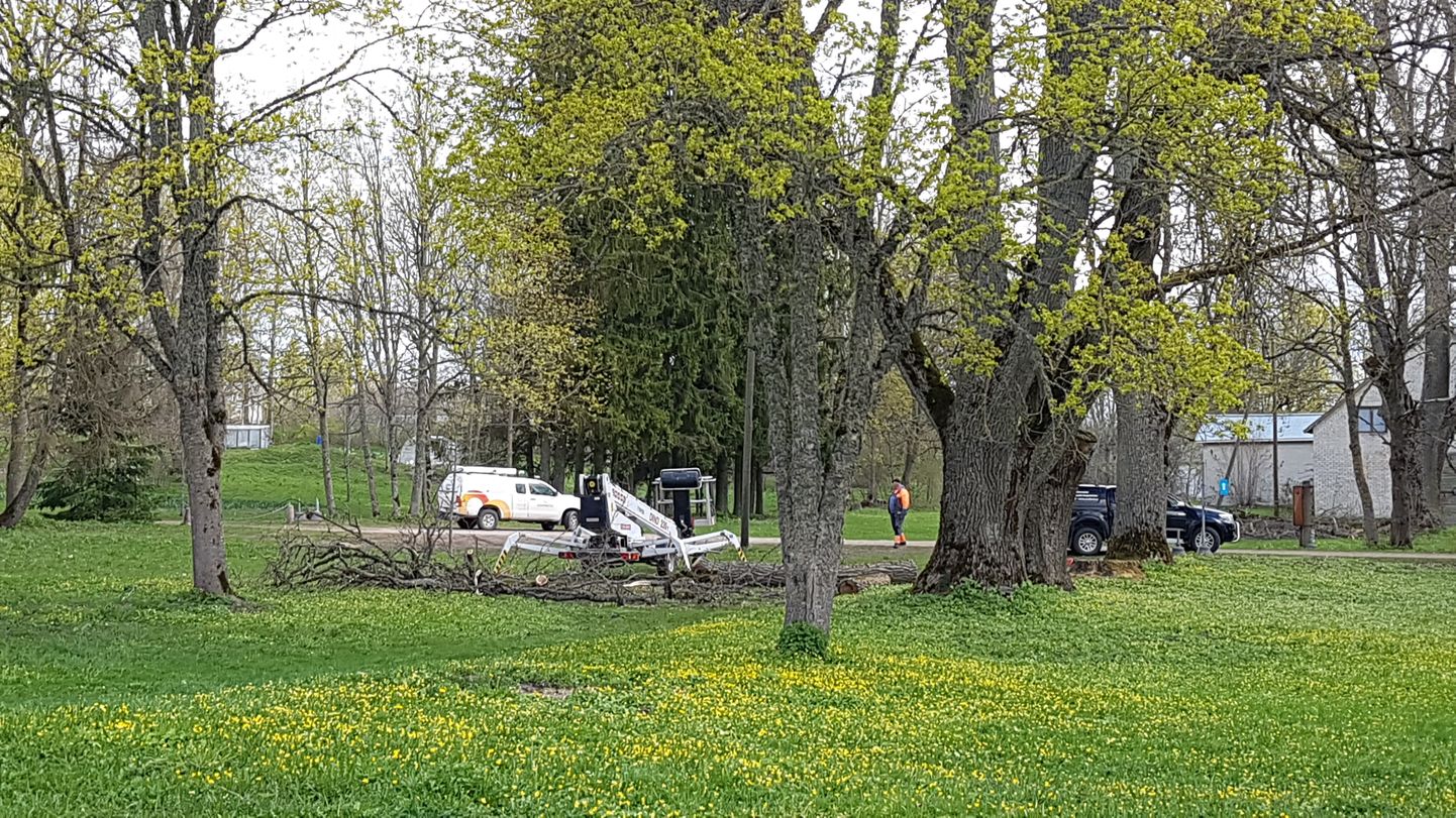 Connecto Eesti AS piiras Elektrilevi tellimusel Kirna mõisa pargis vanade puude oksi ning kõrvaldas liinidele langeda ähvardavad puuharud.
