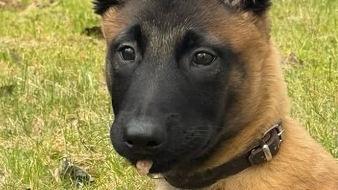 Põhja prefektuuril on uus neljalgsed kolleeg