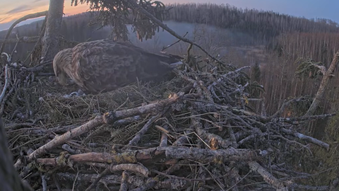 Jūras ērgļiem Durbē izšķīlies pirmais mazulis