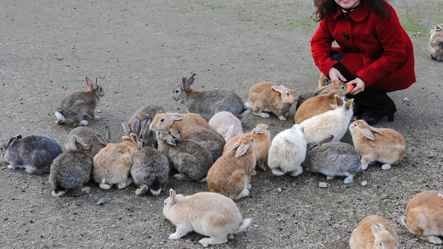 Küülikud Okunoshima saarel