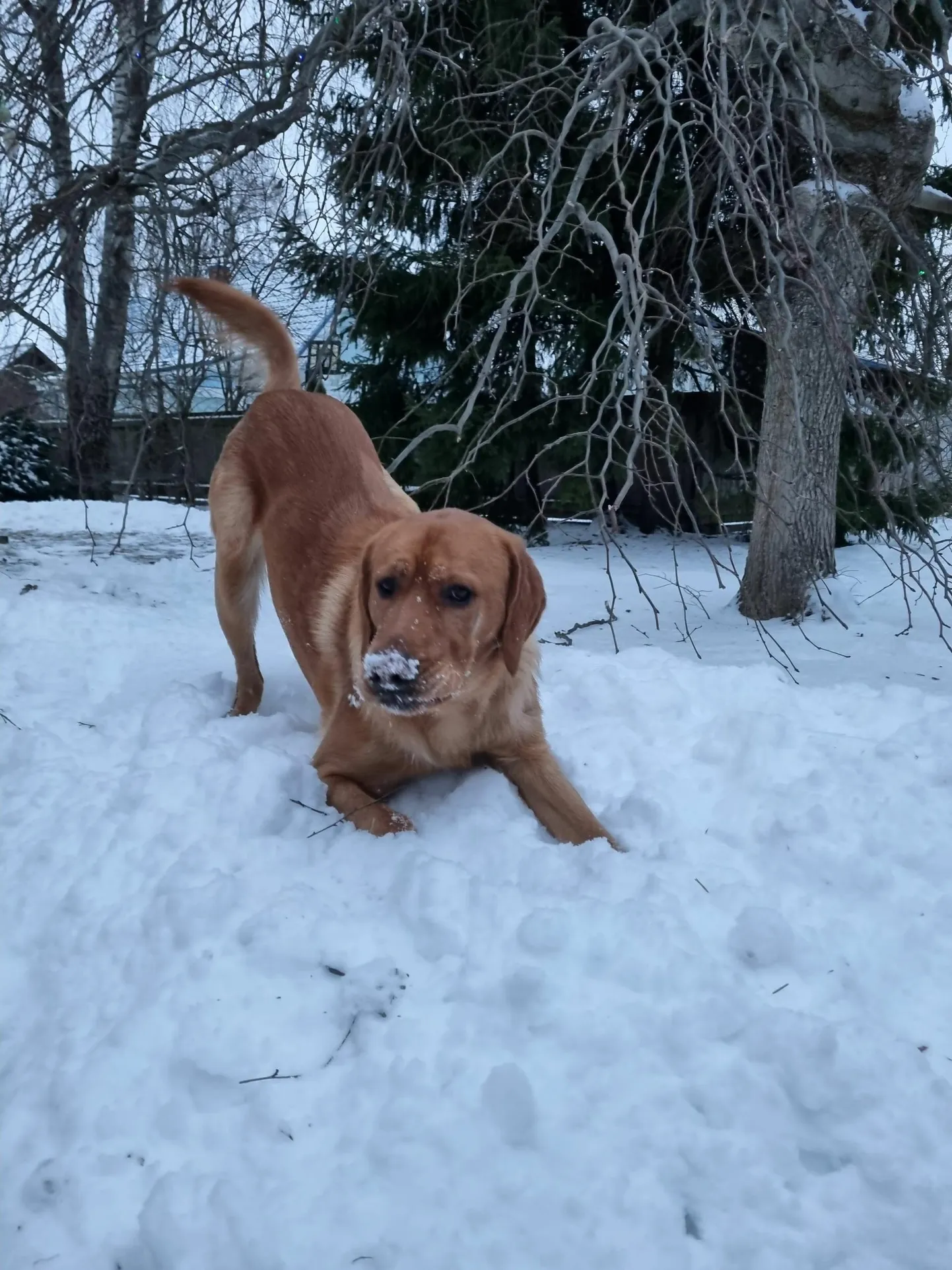 Tervisele turgutatud Woody (Vunts) naudib koerapõlve.