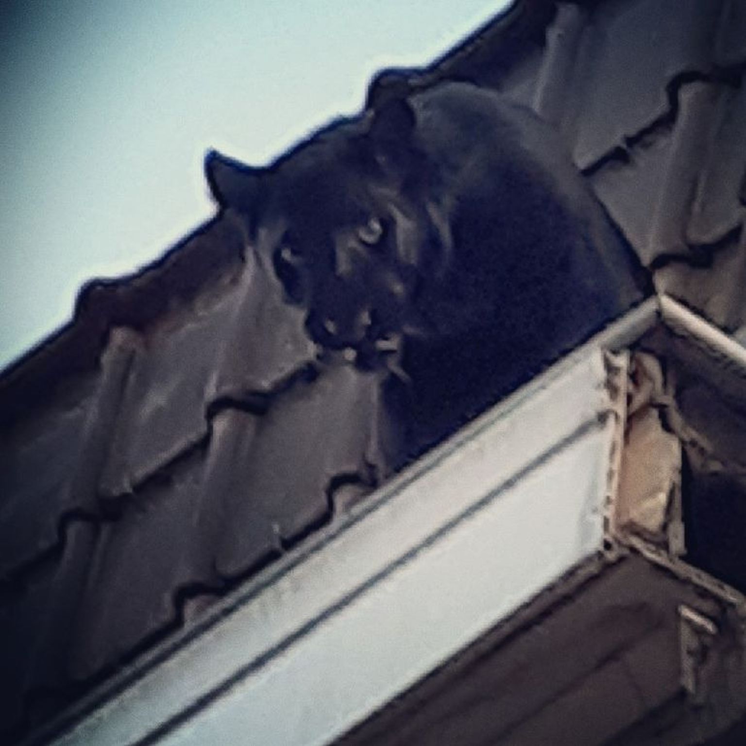 Пантера на крыше дома во Франции.