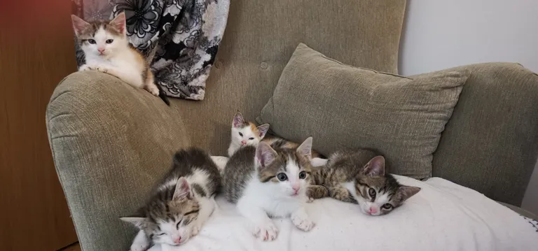 Pisikesed kassipojad, kes uue kodu otsingul on.