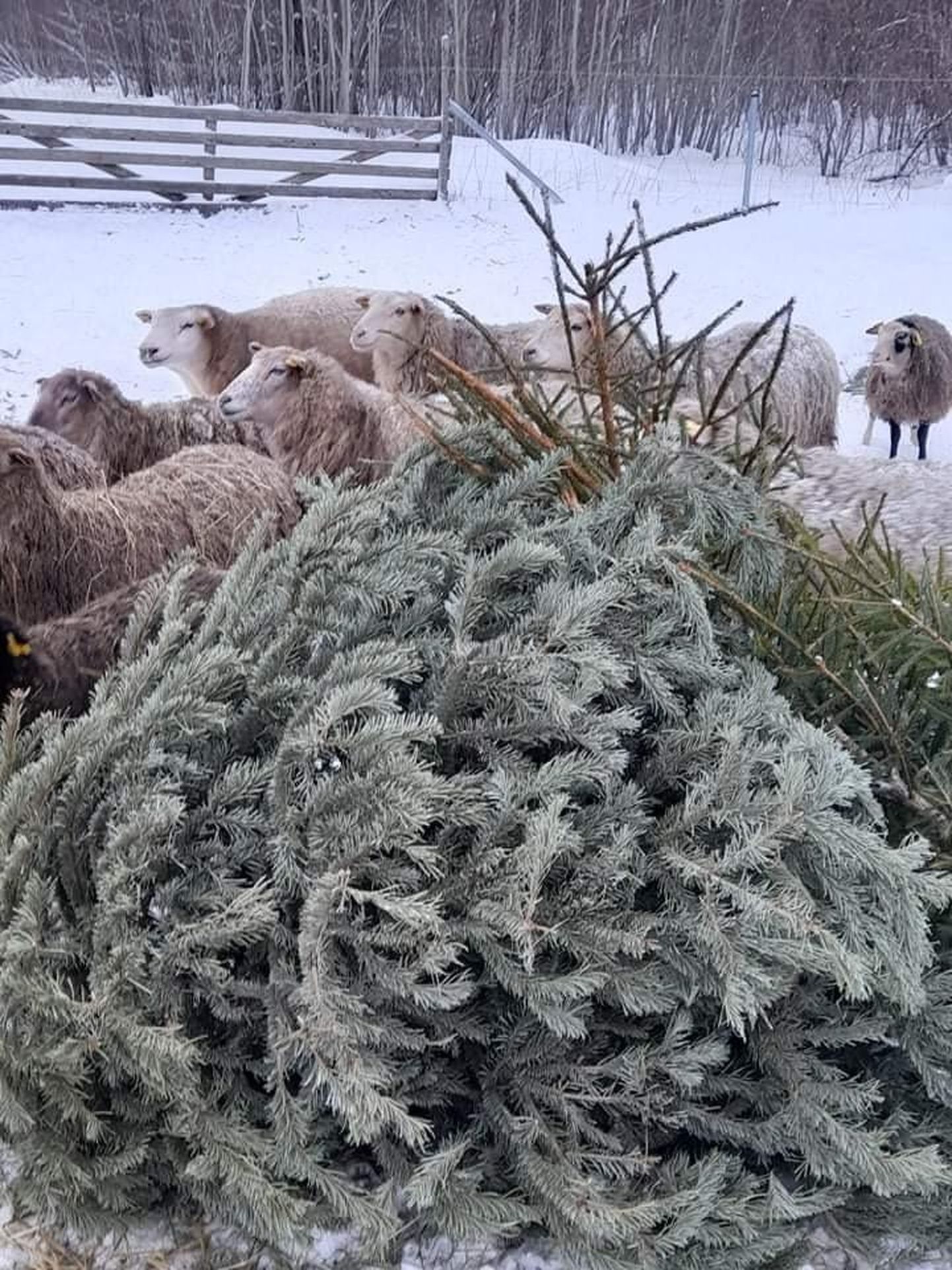 Savi talu lambad jõulukuuskedega maiustamas.