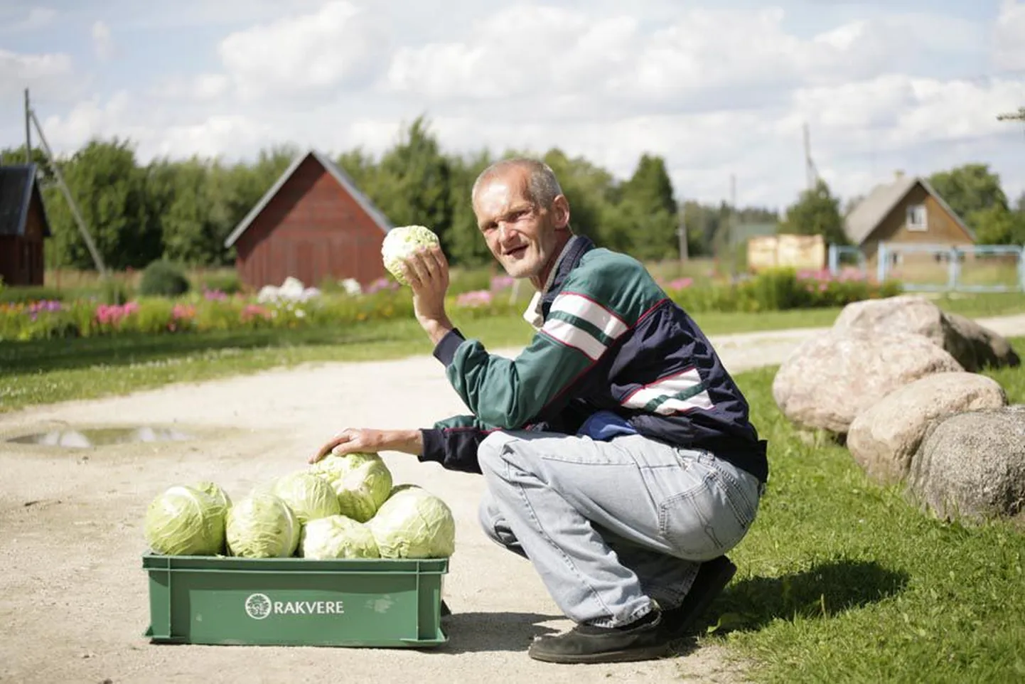Hooldekeskuse klient Otto Mägi naudib väga võimalust aiamaal abiks olla. Parasjagu oli käimas kapsaste koristus. Järge ootavad porgandid.
