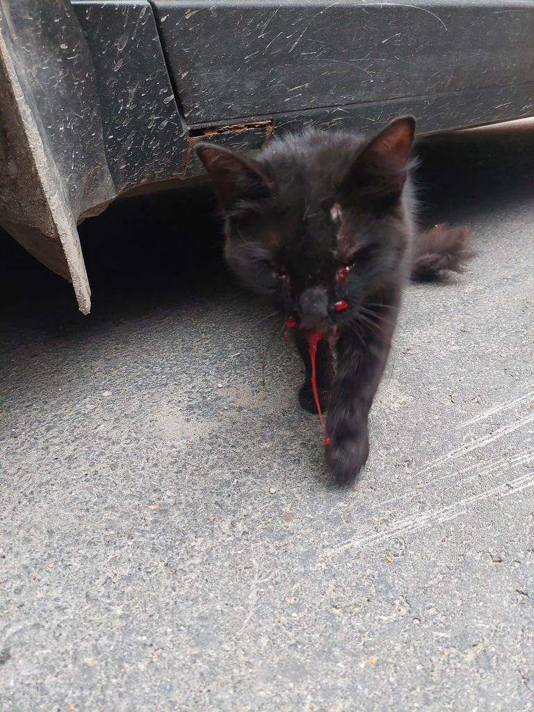 В таком состоянии кошку нашла неравнодушная жительница Палдиски. Ее пост в Facebook увидел волонтер Cats Help MTÜ и поспешил на помощь.