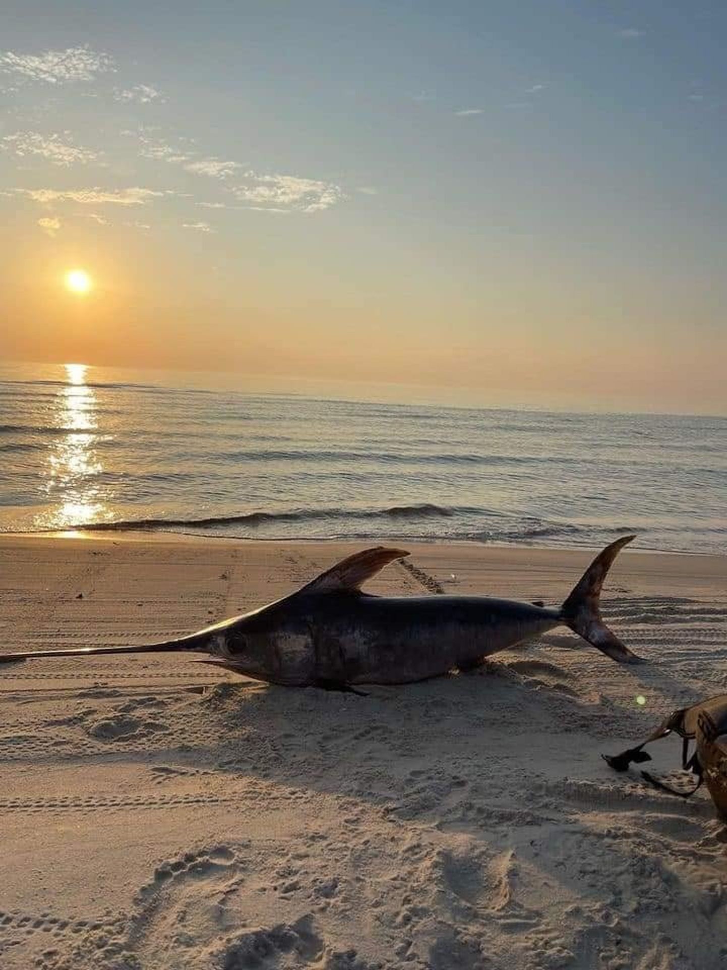 На пляж в Литве выбросило 1,5-метровую рыбу-меч