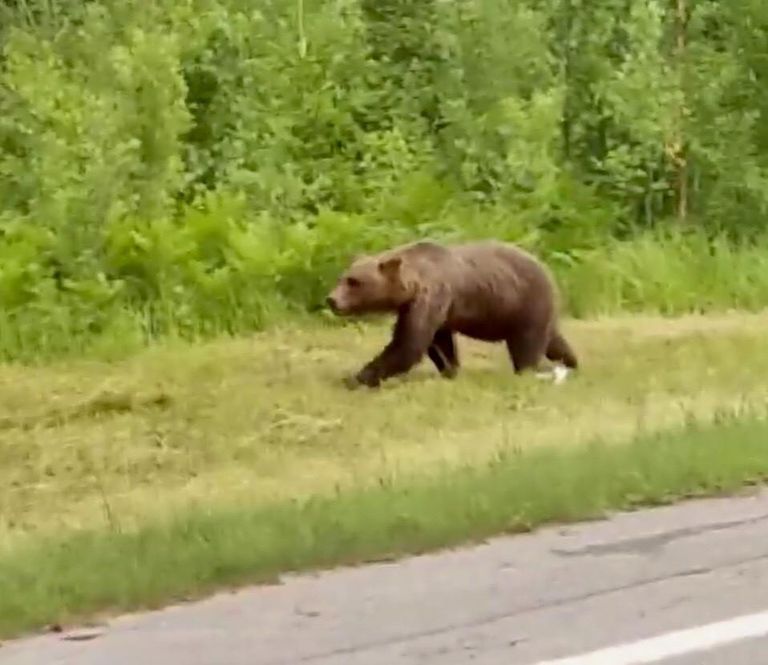 Вышедший из леса со стороны Латвии медведь на глазах изумленных очевидцев спокойно пересек дорогу и продолжил свой путь по Эстонии.