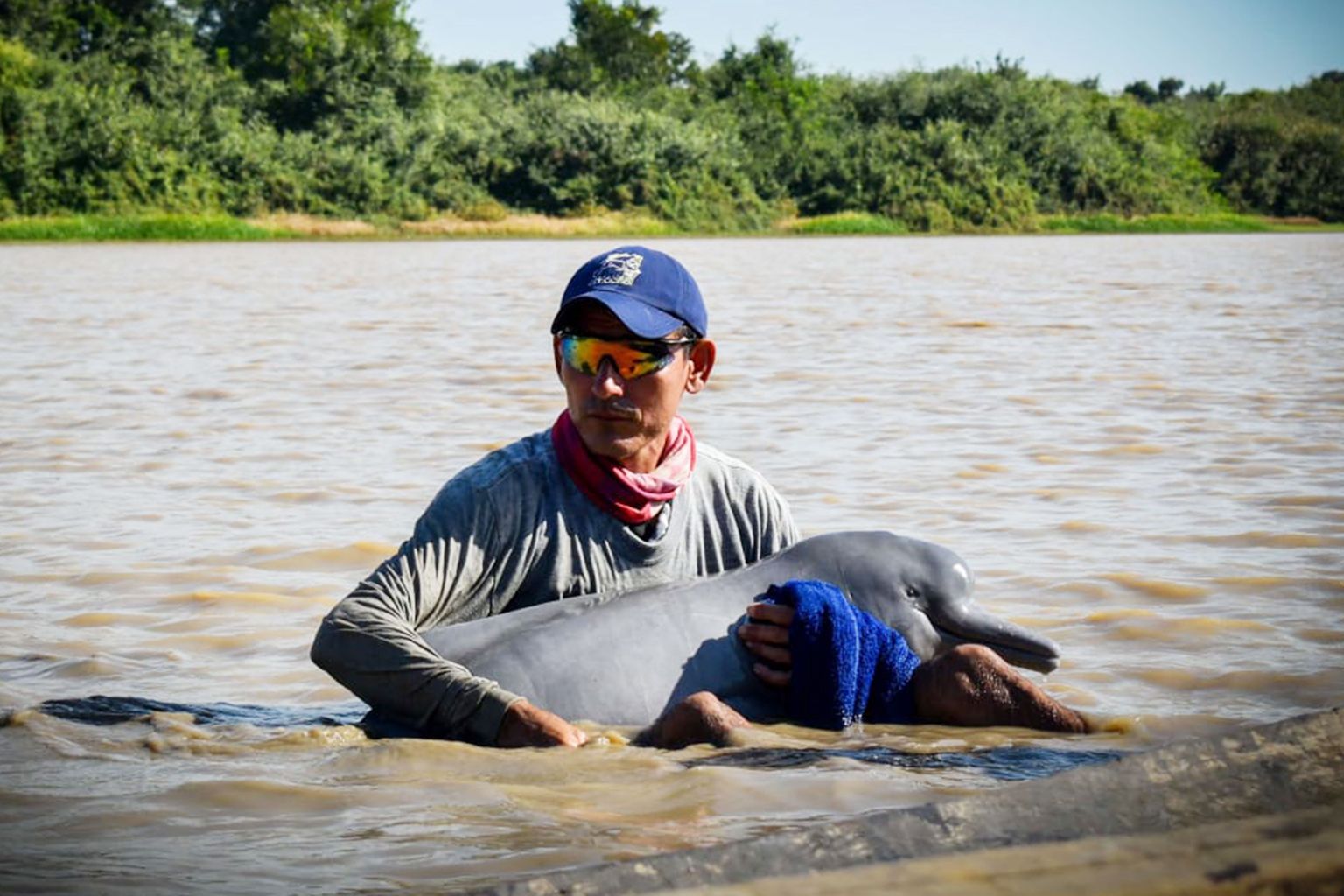 Kolumbia mereväälane delfiini päästmas