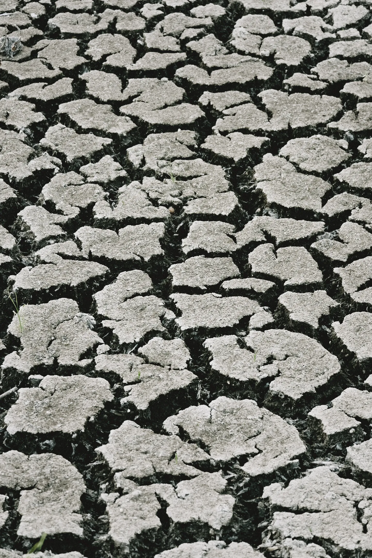 Artikli foto