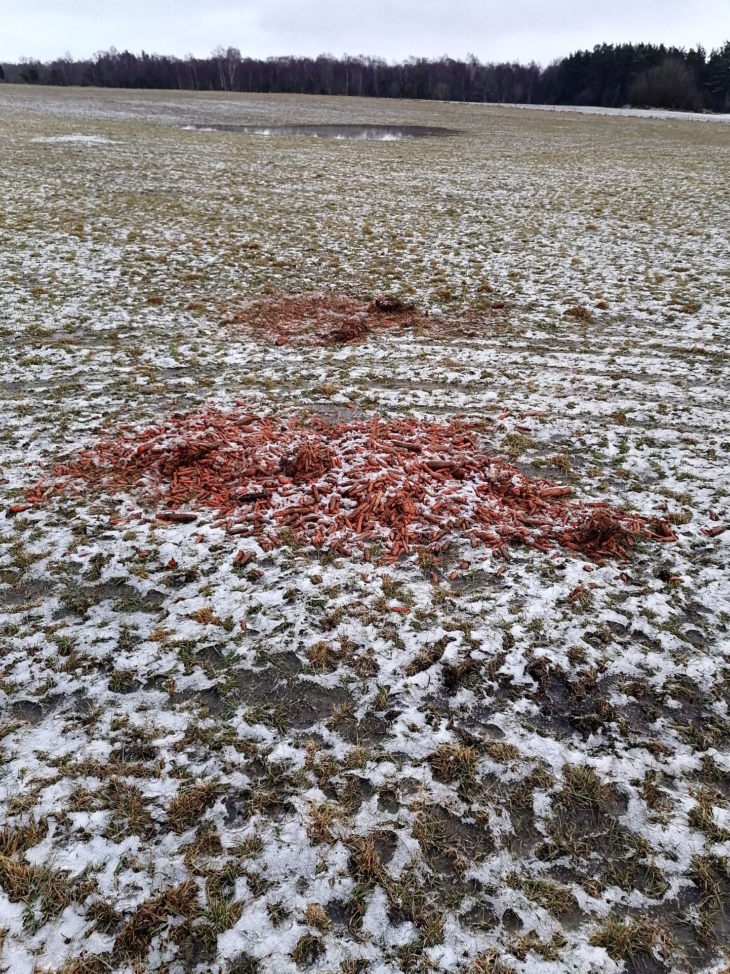 RMK meelitas hirvi porganditega põllumehe silopallide vahele