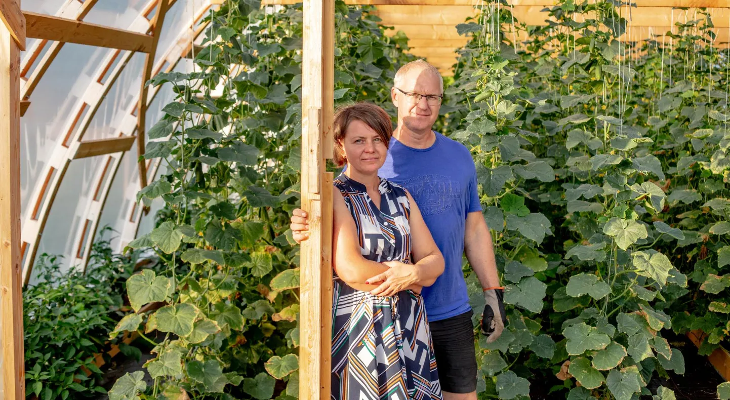 Tatjana ja Andres Punga perre tulid esimesed kasvuhooned hobi korras, aga kui Tatjana koduseks jäi, tekkisid juba tööstuslikumad kasvuhooned.
