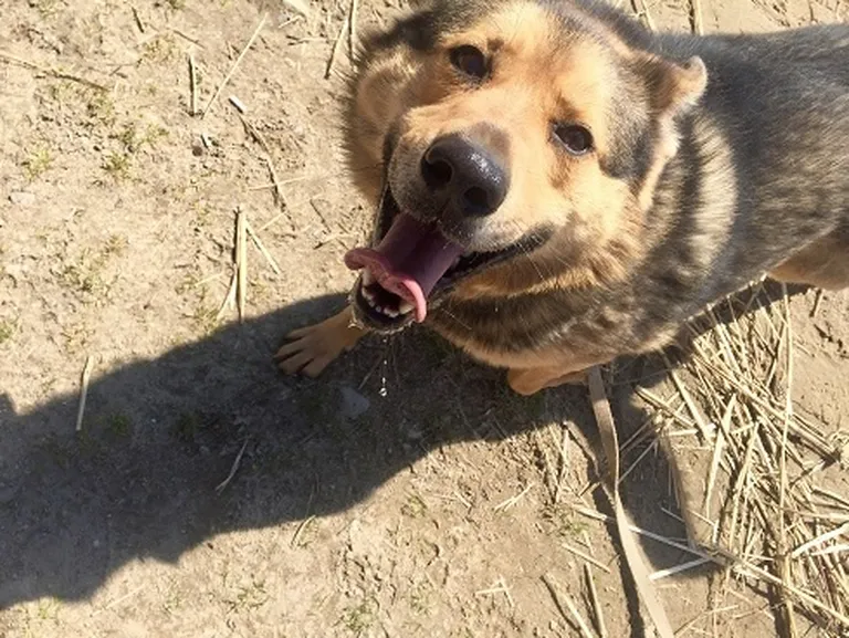 Volli Волли