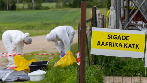 Riik ei suuda tuhandeid hukkamisele määratud sigu ümber töödelda ja otsib kohti, kuhu sead matta