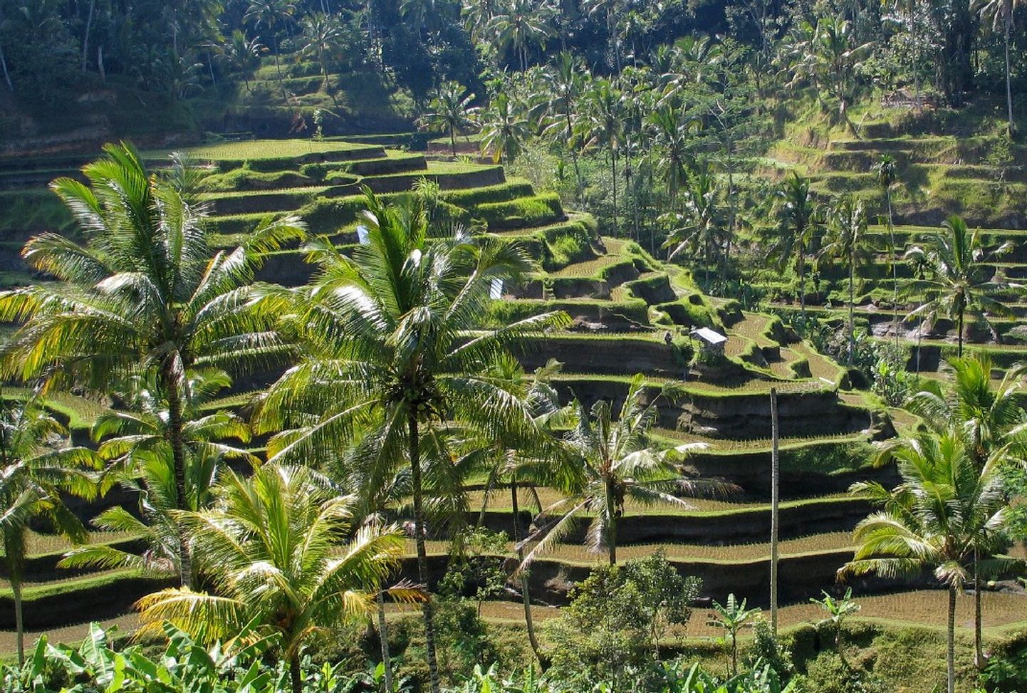 Bali maastik.