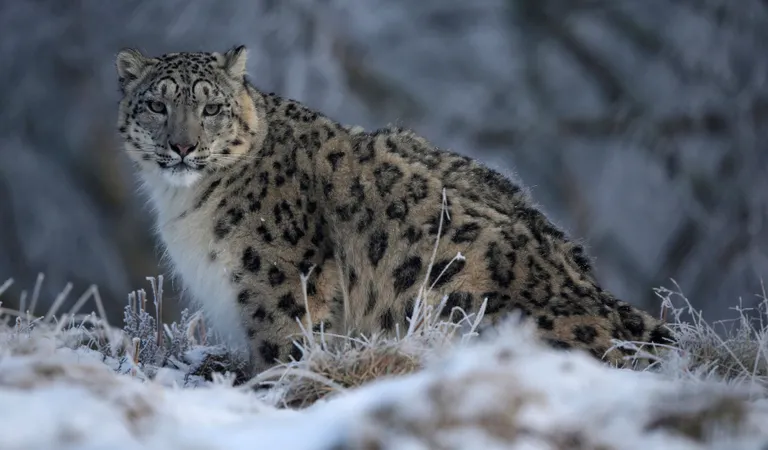 Lumeleopard Šotimaa looduspargis (RUSSELL CHEYNE/REUTERS)