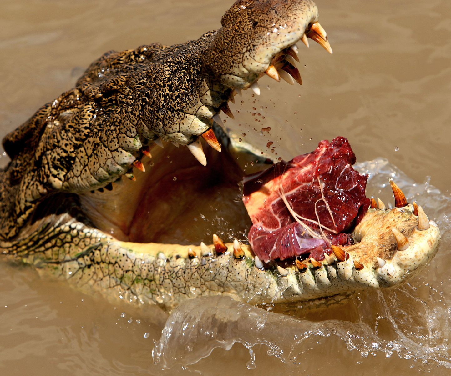В ходе церемонии крокодилов часто кормят мясом.