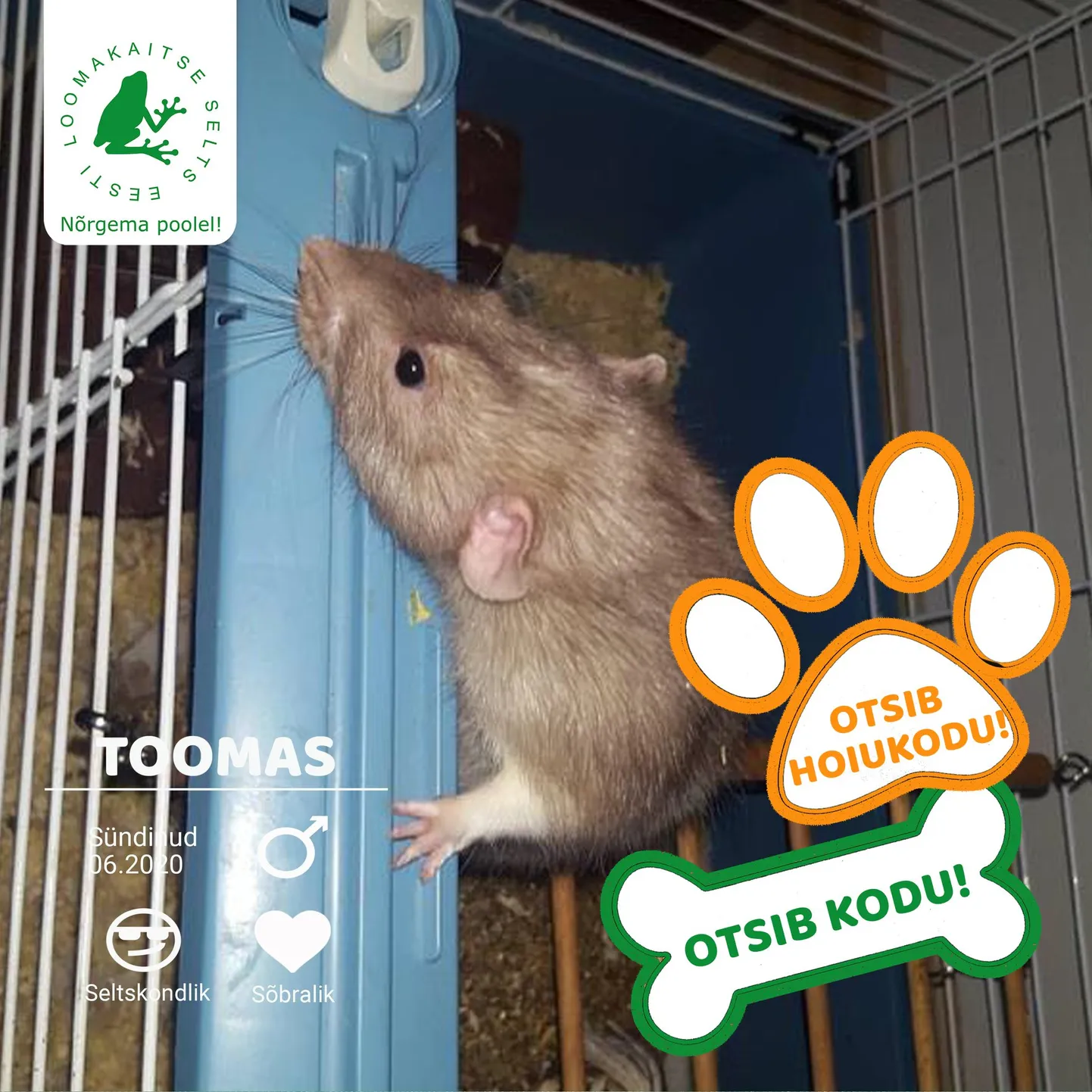 Rott nimega Toomas.